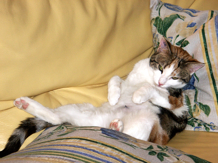 noel-jc 002.jpg - DCF 1.0